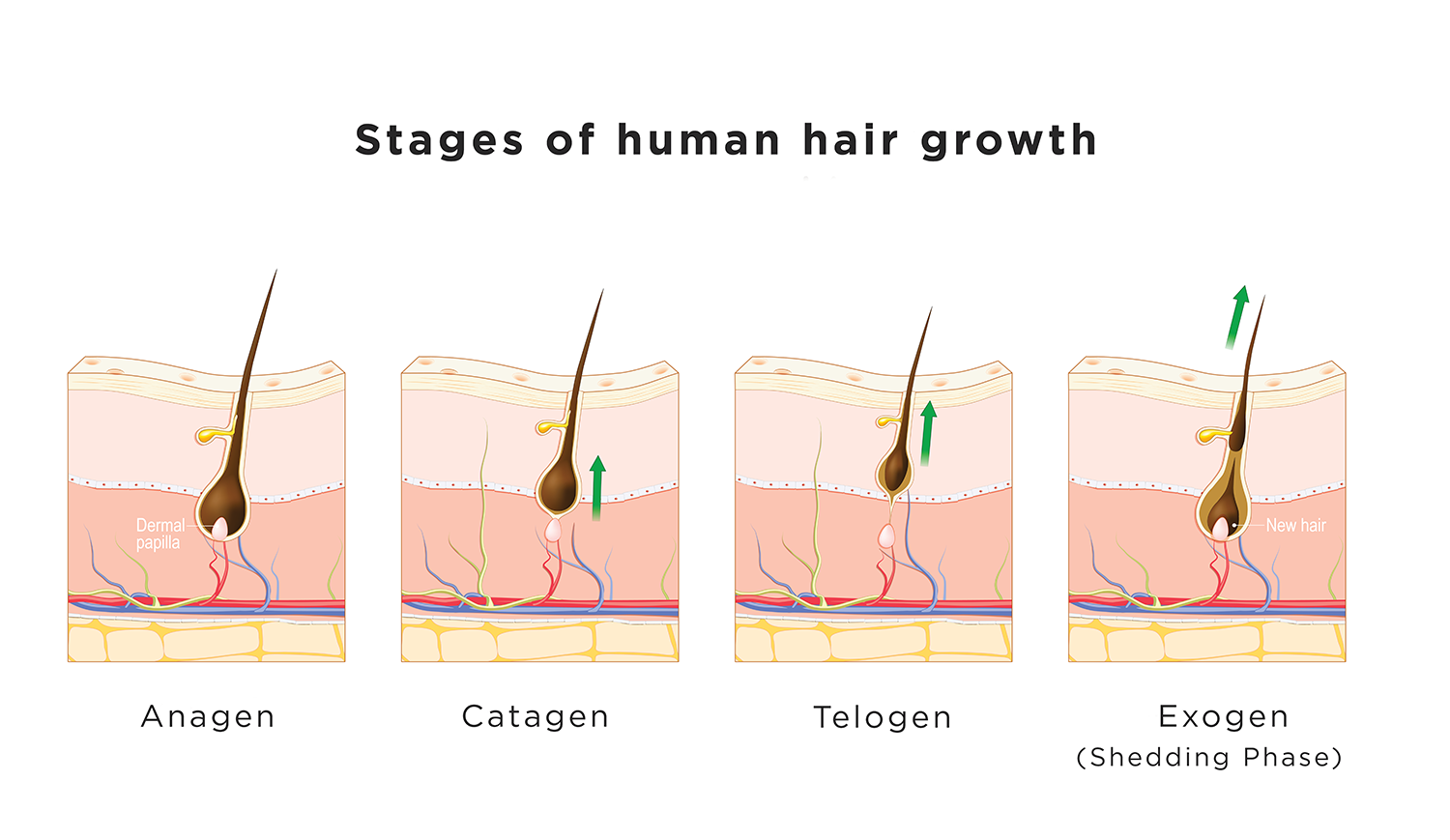 Four stages of hair growth